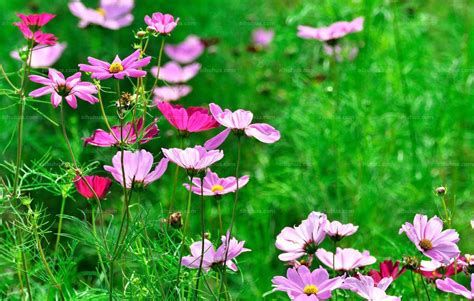 格桑花花語|格桑花（格桑花的花语）